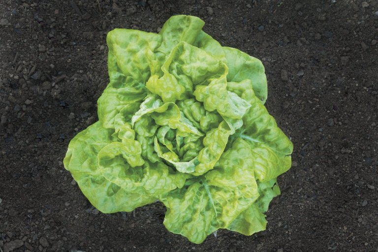 'Tennis Ball' Lettuce growing in Monticello's Vegetable Garden