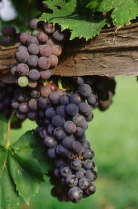 Grapes